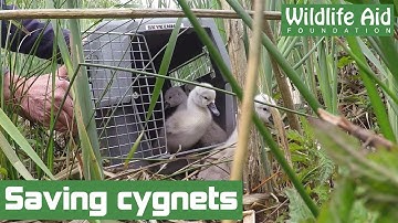 Tiny baby swans in need of rescue!