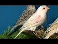 Волшебное пение кенара Звуки природы Пение птиц Magic singing of Kenar Sounds of nature birds