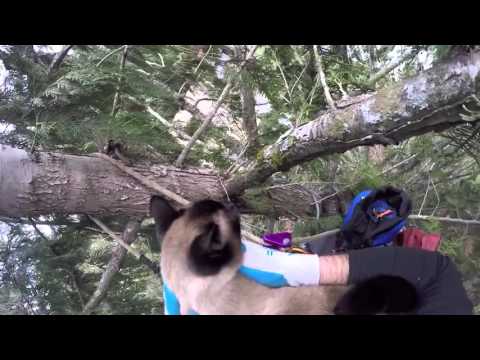 orbit s treetop rescue by canopy cat rescue youtube