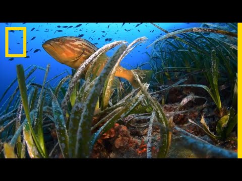 Vidéo: Les roches sous-marines des océans