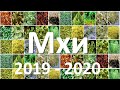 17. Мхи (6 класс) - биология, подготовка к ЕГЭ и ОГЭ 2020