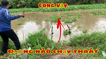 Câu Cá Tra Sông - Về Bãi Này Quăng Câu Cá Ăn Liên Tục Hên Là Có Dính | Fishing - Miền Tây