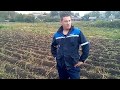 Выкапывание картошки мотоблоком "ОКА"-2017 модернизированной картофелекопалкой-лапой.