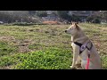 お久しぶり!ヤギさん