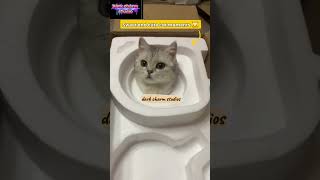 Swett And Cats Cute Moments