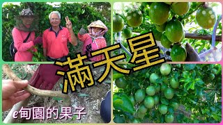 如何讓「滿天星百香果」掛果纍纍，帶您 一窺究竟！~訪談伯父的管理篇。