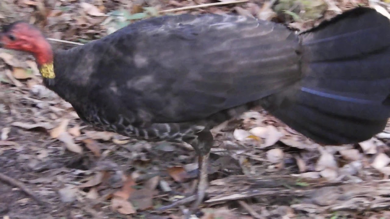 Australian Brushturkey at Bobbin Head YouTube