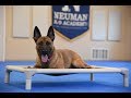 Liberty (Belgian Malinois) Boot Camp Dog Training Video Demonstration Liberty (Belgian Malinois) Boot Camp Dog Training Video Demonstration