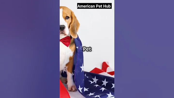 Video 7577281: american cat breeds, american curl cat, low american curl, adorable american curl, american hair, best cat breeds, breed catlover, adorable cat family