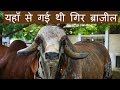 यहाँ से गई थी गिर ब्राज़ील | Pure Gir cows at Swami Narayan Temple BAPS Gaushala