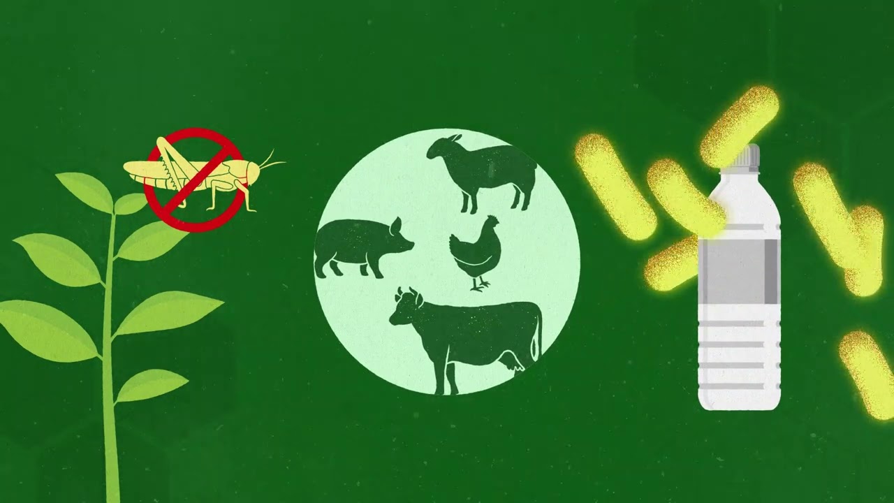 Biotechnology In Plants And Animals