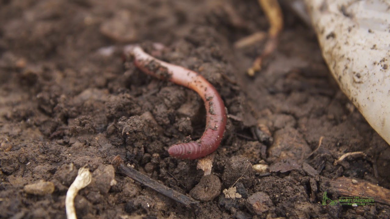 3 Things To Do For Early Spring Planting In The Market Garden