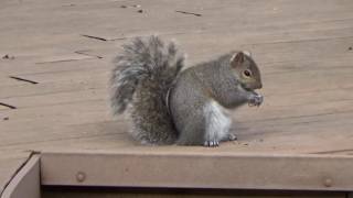 Squirrels get Close and Chase eachother + Chipmunk @Trainsbigandsmall