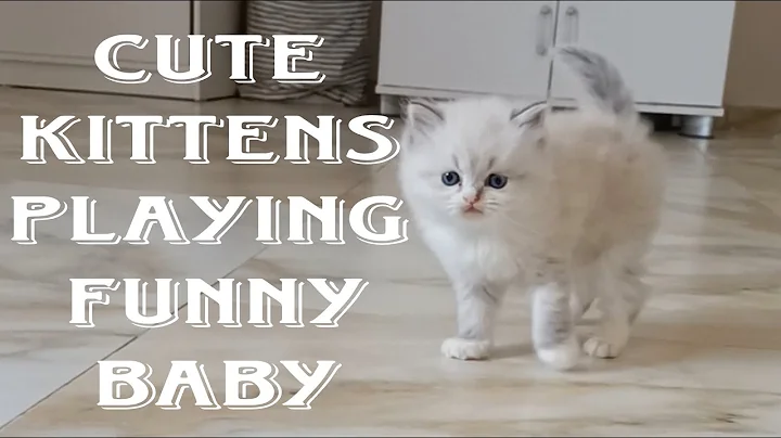 Video 11899061: persian cat baby kitten, persian cat kitten love, persian cat kitten playing, persian cat kittens funny, persian cat kitten animal, persian cat kitten cute