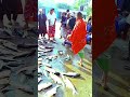 Amazing Fish catching #shortsfeed