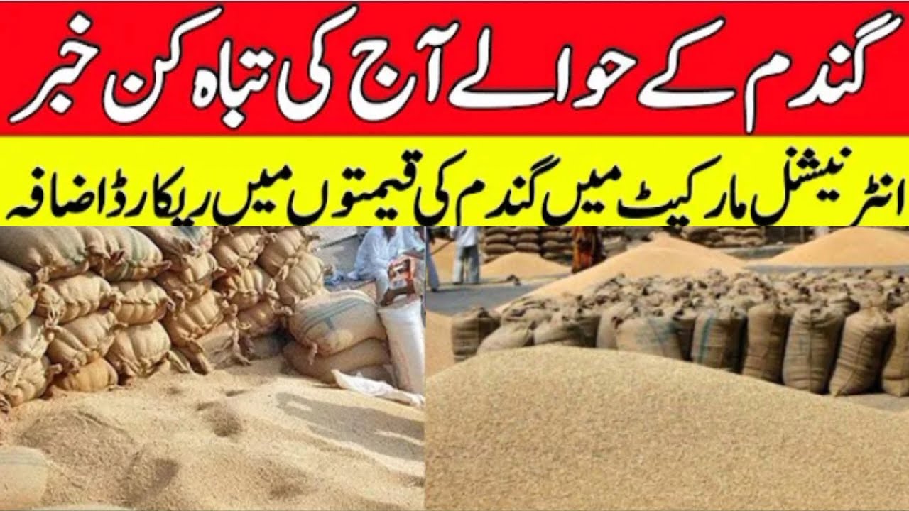 Gandum new rate today || wheat price today punjab pakistan 2024 # ...