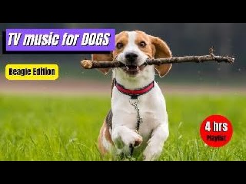 TV Music for dogs - Beagle Edition - YouTube
