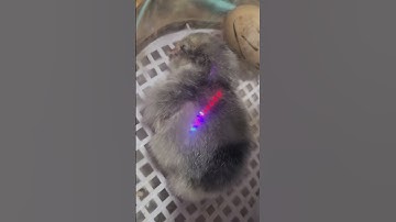 New Hatchling! #chicks #chicken #birds #pets #thai #qaib #hmong #farm #hobby