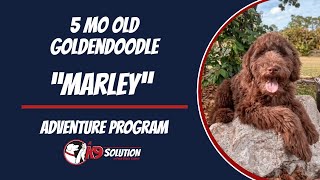 🐶Dog Trainers/Training South Florida & Arizona / Goldendoodle 'Marley' 🦮 by A K9 Solution 23 views 2 months ago 6 minutes, 36 seconds