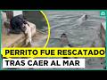 ¡Era seguido por lobos marinos! Perrito debió ser rescatado tras caer al mar