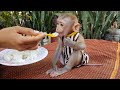 Very Amazing! Mom Lets Testing Baby Koko Eating Rice With Spoon - Baby Koko Very Smart Monkey