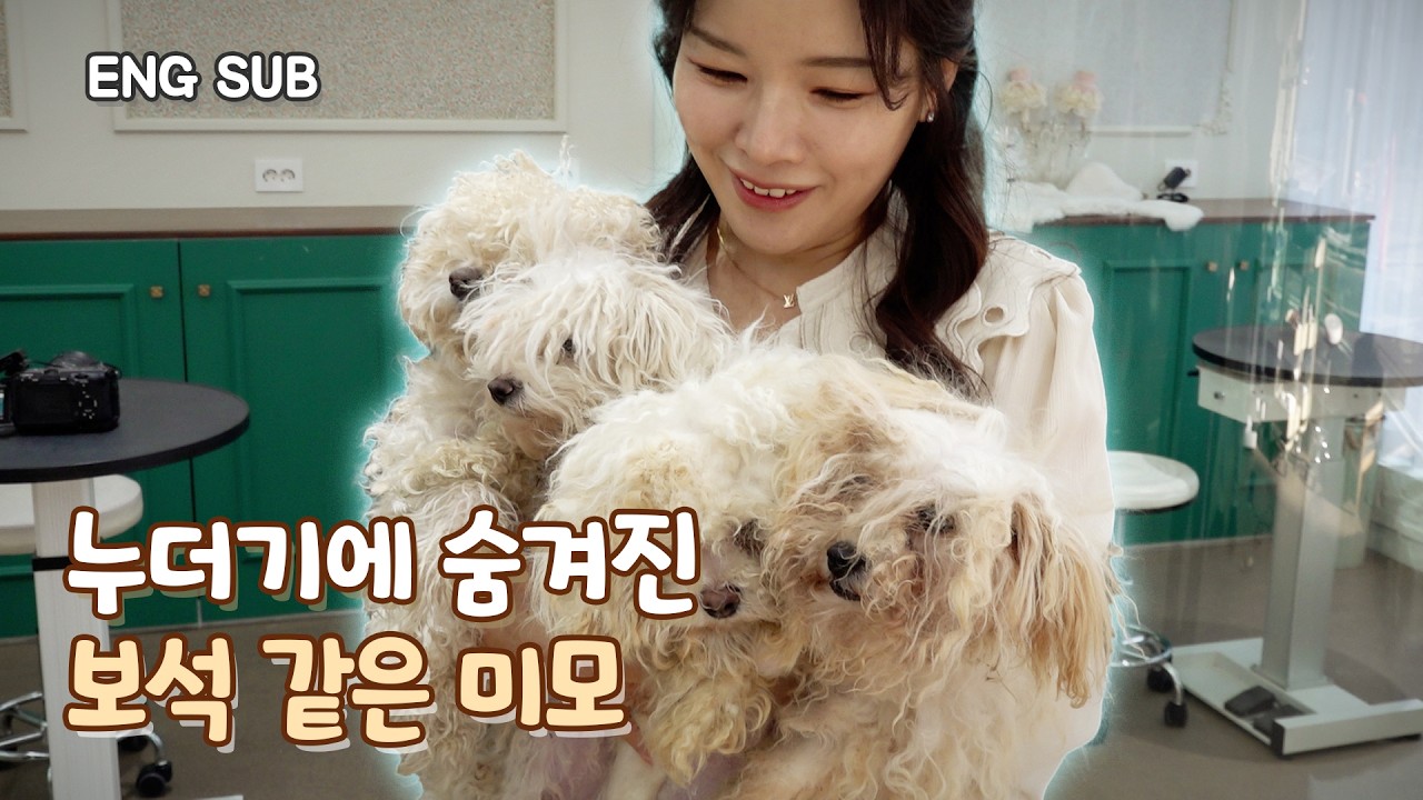 [EN] 누더기 같던 펫숍 유기견들, 속 시원~한 미용날(feat. 애니살롱) | 유진 EP.2