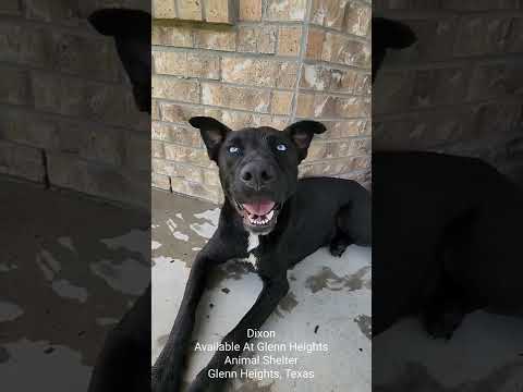 Βίντεο: Τι είναι η νόσος του Addison στα σκυλιά;