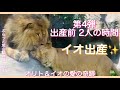 イオ出産！出産前のステキな時間💓愛の奇跡！美人イオ＆美男オリトに赤ちゃん!vol.114@旭山動物園/A wonderful time for a lion before giving birth