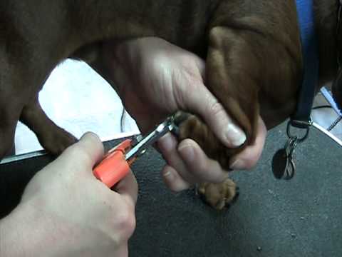 How to clip nails on a Daschund