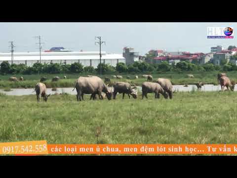 Video MÔ HÌNH NUÔI 100 TRÂU CHĂN THẢ TỰ NHIÊN - youtube
