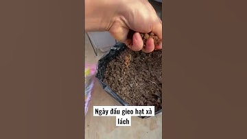 Gieo hạt xà lách cuộn cao sản #xalachcuon