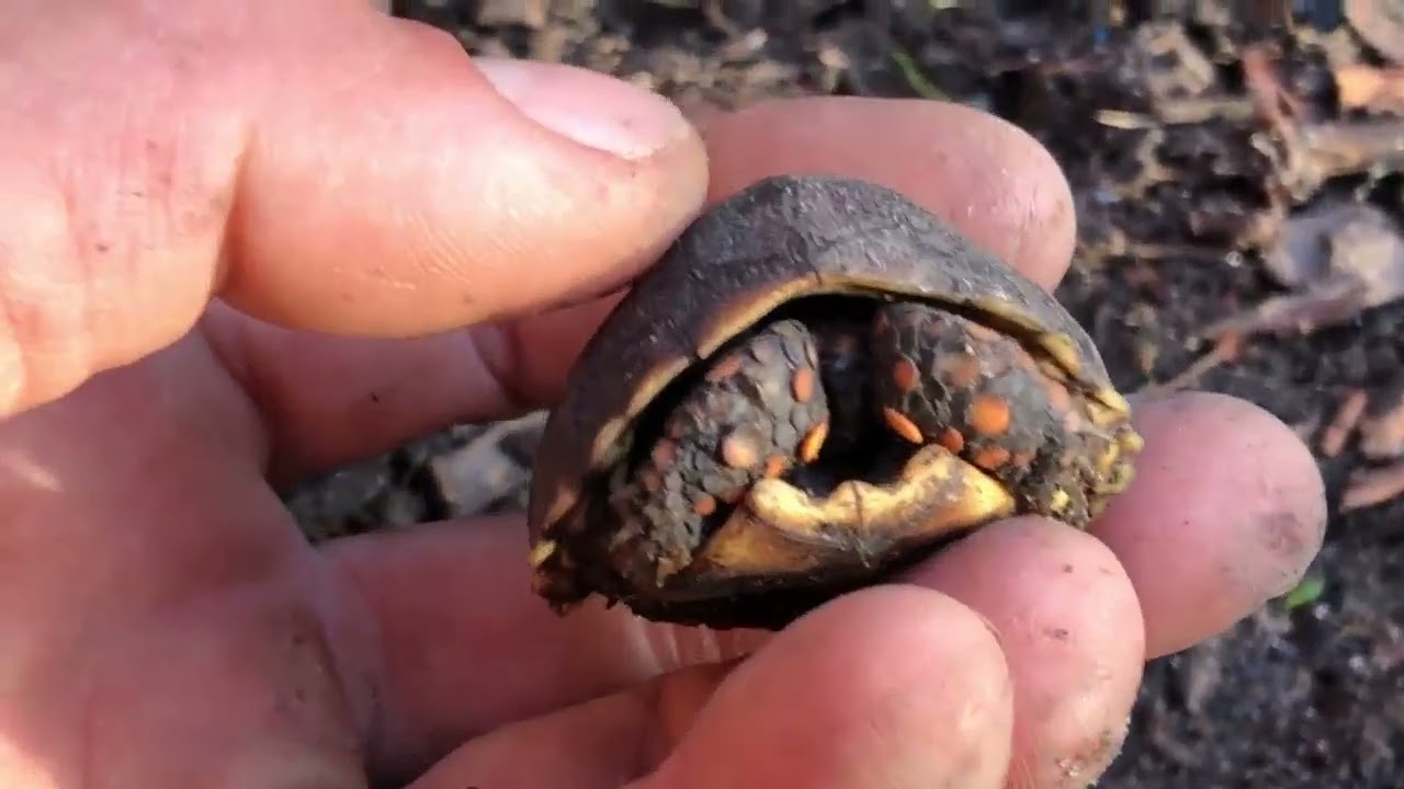 Criação de Jabuti 🐢 #vidanaroça #nature #animal #jabuti