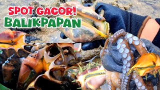 Balikpapan ‼️ ,masuk musim kerang ranga ,bnyak kerang menyerupai bebatuan .