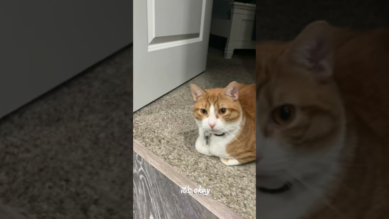 Cat 97 Catcute Memes Cuteanimal Funny Cutecat Kittty Cute Catmemes