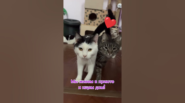 Не покупай - возьми из приюта. ❤ #murkavlg #cats #коты #приют #помощьживотным #helpcats