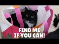 Cats and shopping bag | Uni and Nami