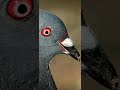 How messenger pigeons find their way home?