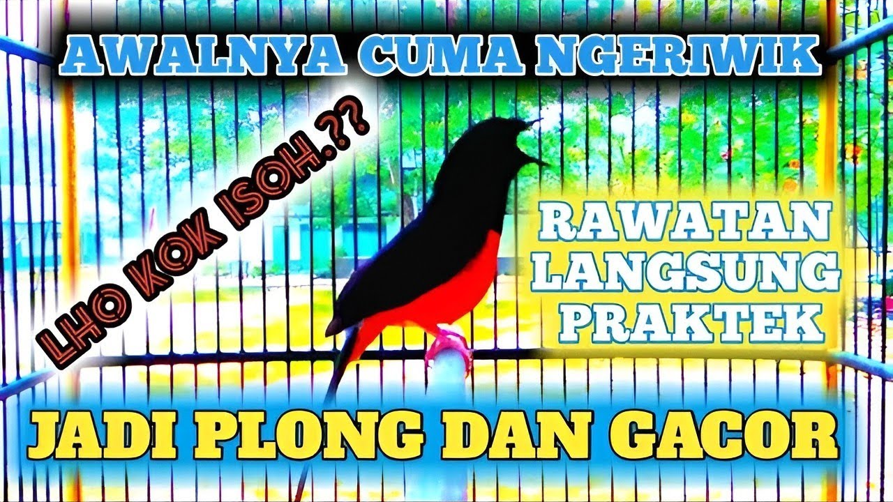 GAMPANG | Murai Cuma Ngeriwik Jadi Plong Dan Gacor ||👍 Praktek Langsung Om Broooo