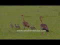 Family Safari: Egyptian goose and whole flock roaming the African Savanna