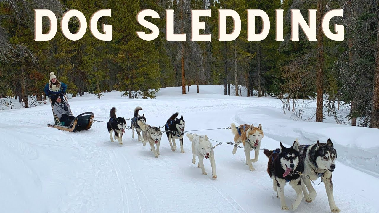 Dog Sledding In Breckenridge Colorado YouTube
