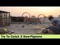 2 Kabootar Utarey Chaht Par Lartey Hovey - Try To Catching Pigeons