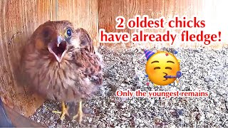 #201🦤🐥31°🐥30°🐥28°(✝️🐥7°)／Laguna de El Oso🇪🇸Kestrel Nest 2026 / by DIRECTO NATURA