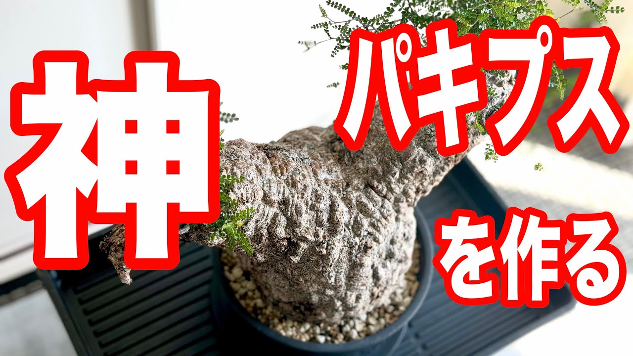 aozakura！ オペルクリカリア パキプス 塊根植物 コーデックス