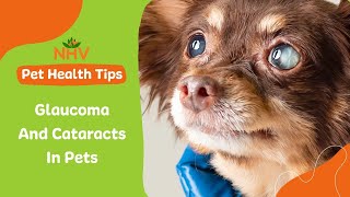 Glaucoma and Cataracts In Pets