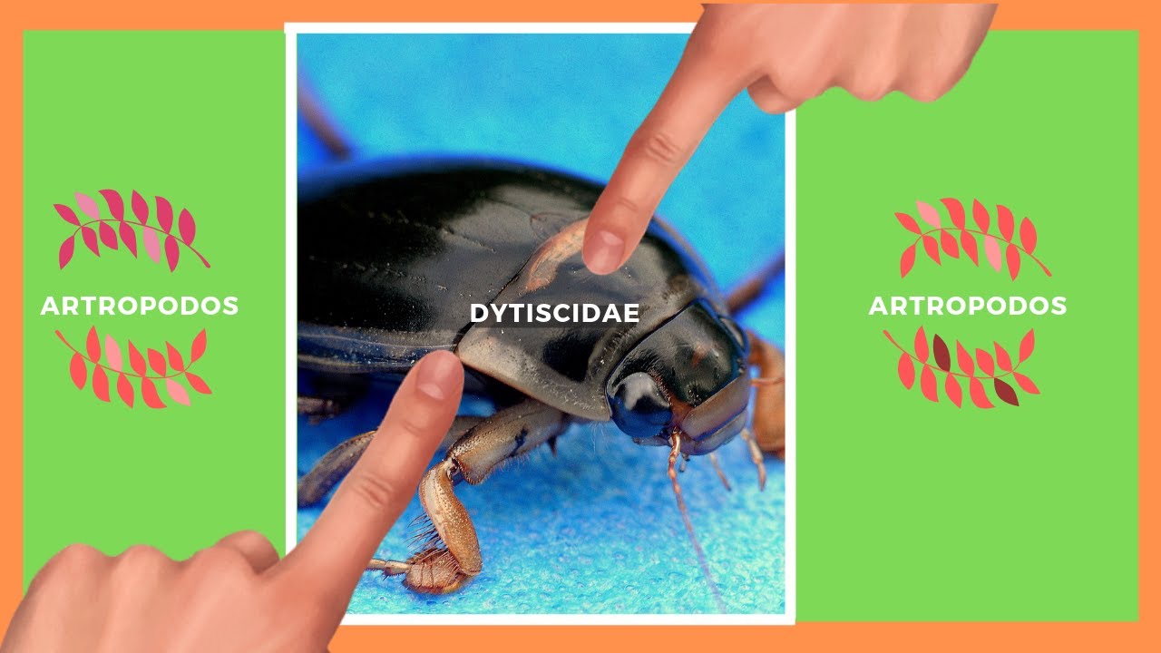 Pin En Aprende Animal