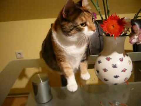 Katze Hat Blumen Zum Fressen Gerne