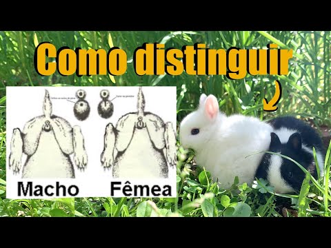 Vídeo: Como Distinguir Uma Coelha