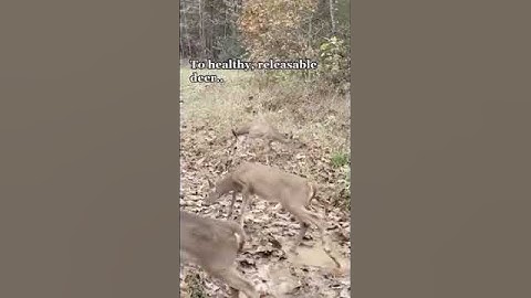 Amazing Animal Moments #7 | The Animals World #short #shorts