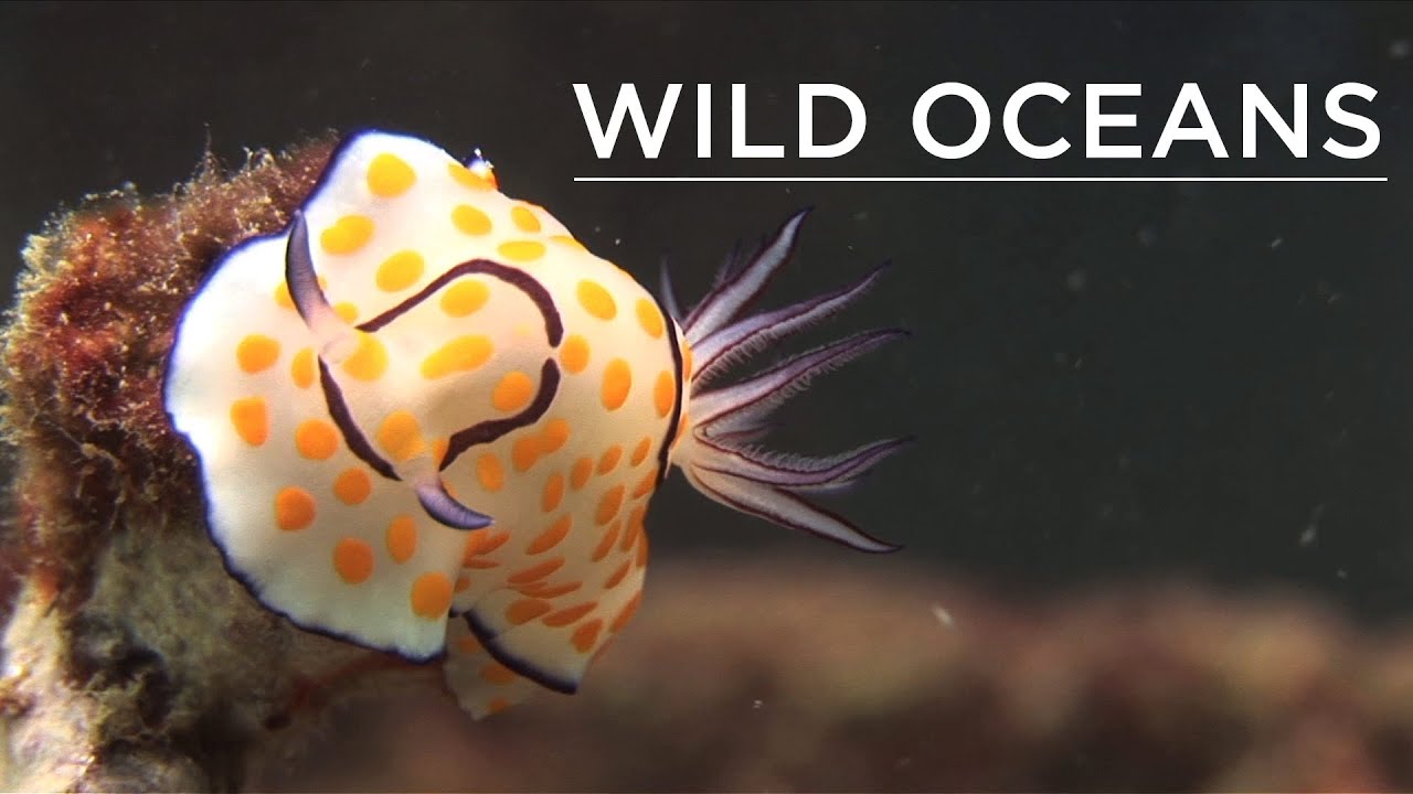 Tiger tail seahorse and fried-egg nudi on Anemone Reef