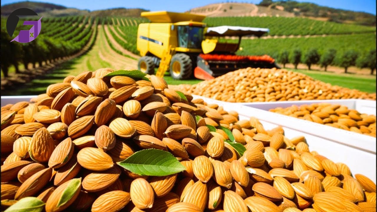 How BILLIONS of Almonds are Harvested & Processed | Massive Almond Farming